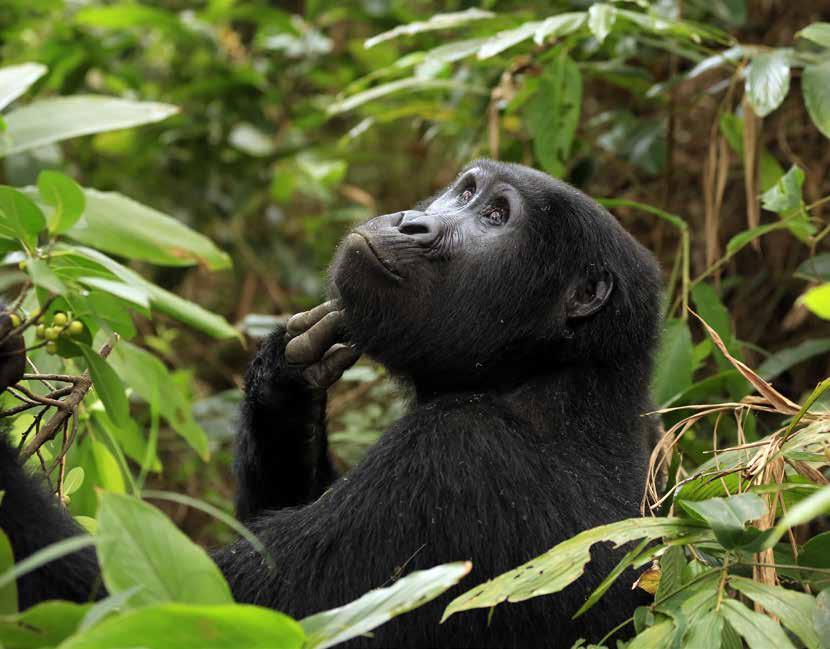 Uganda A csimpánzok és hegyi gorillák hazája Csoportos körutazás Magyar Idegenvezető Szafari Természeti látnivalók KIBALE NEMZETI PARK QUEEN ELISABETH NEMZETI PARK MBURO TÓ BWINDI NEMZETI PARK