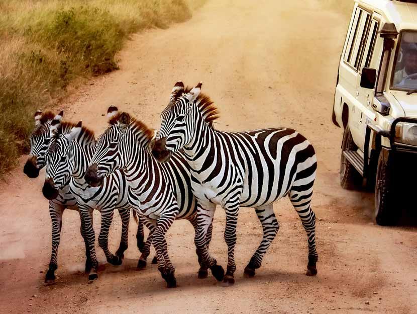 Tanzánia Szafari körutazás üdüléssel Zanzibáron Csoportos körutazás Magyar Idegenvezető Szafari Pihenés SERENGETI NEMZETI PARK 5.