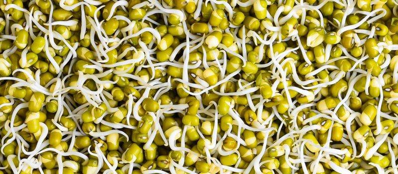 168 h min 168 h 2 Zöldség csírák 1 gm Sprout mix (zöldség csíra keverék, de lehet egy fajta csíra is) Különböző csírákat vásárolhatunk nagyobb szupermarketekben, de otthon is nevelhetünk (utóbbi
