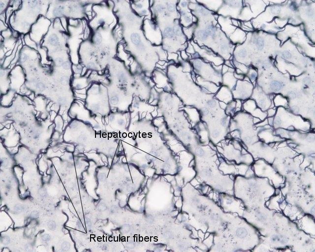 rácsrosthálózat hepatocyták rácsrost réteg kapcsolatban áll az interlobularis