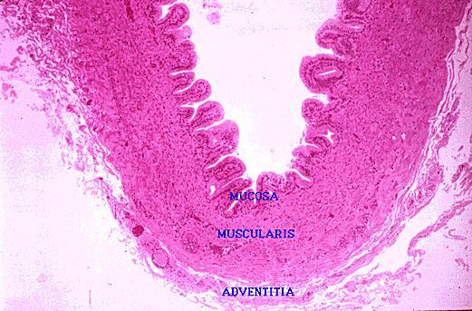A epe útja a májon kívül jobb ductus hepaticus bal ductus hepaticus hepar pancreas vesica fellea körte alak