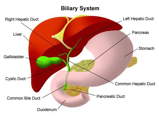 duodenum Vater papilla Oddi sphincter Extrahepaticus epeutak: egyrétegű hengerhám a submucosaban mucinosus