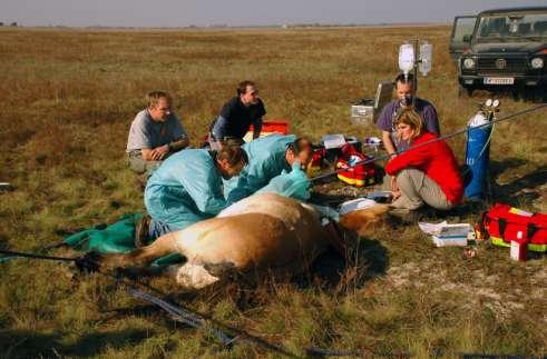 Figure 5. Field anaesthesia and surgery setting in the Hortobágy National Park, Hungary.