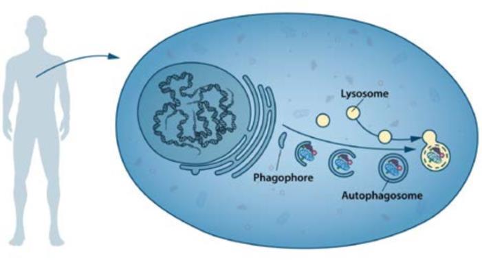 2016 Nobel Prize Physiology or Medicine Yoshinori Ohsumi pl: éhezés indukálja light chain 3 (LC3)/Atg8
