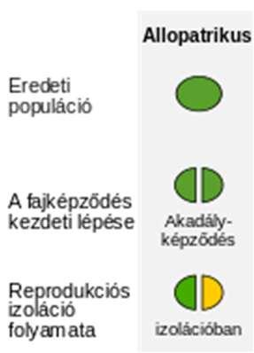 Izoláció oka lehet: Földrajzi (Allopatrikus fajképződés) Ebben az esetben a véletlenszerű szétválás miatt elsősorban a genetikai sodródás hatására képződnek új fajok.