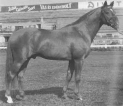 4. ábra Dunure VI. törzsmén (szül.: 1941) (Hecker et al.2020) 1895-ben lesz törzsmén Fenék (apja: Buccaneer, anyja: Helene Triomphante, Y. Melbourne leánya) világospej angol telivér mén.