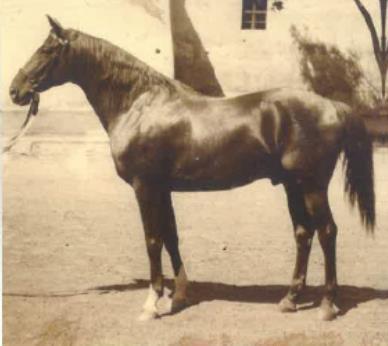 1897-ben csatlakozik törzsménként Kozma (apja: Bálvány, Buccaneer fia, anyja Kisböske, Gunnersbury leánya) szögsárga angol telivér mén. 172 cm marmagasságú és 178 cm övméretű ló volt.