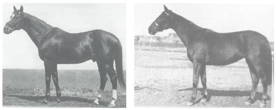 1910-ben állítják fel Maxim-ot (apja: St. Maclou, anyja: Crested Grebe, Gallinule leánya) Kisbéren. Sárga 173 cm marmagasságú angol telivér volt. Utódai és ő is hosszú távon versenyeztek.