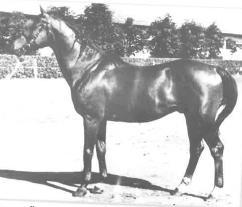 2020) Formás (eredeti név: Format) (apja: Lancelot, anyja: Formamint) szintén vonalalapító lett. 174 cm marmagasság, 191 cm övméret és 21 cm szárméret jellemezte.
