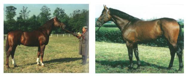 15. ábra bal oldalon: Széplak X. (szül.: 1977), jobb oldalon: Bob herceg I. (szül.: 1985) (Hecker et al. 2020) 2.11.