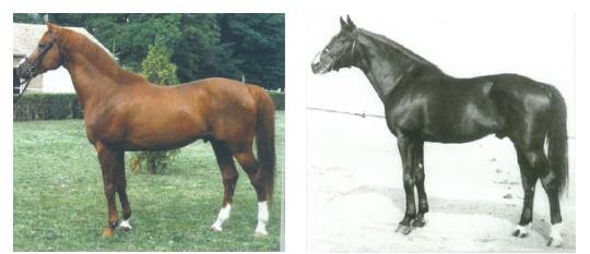16. ábra bal oldalon: Szikrázó I. (szül.: 1974), jobb oldalon: Széplak VIII. (szül.: 1961) (Hecket et al.