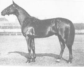 2. ábra Deutscher Michel IV. törzsmén (szül.: 1900) (Hcker et al. 2020) 1892-ben Filou (apja: Gunnersbury, anyja: Fidget, Ostreger leánya) világospej angol telivér mén kerül tenyésztésbe.