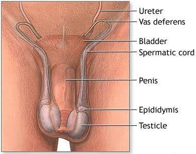 profundus
