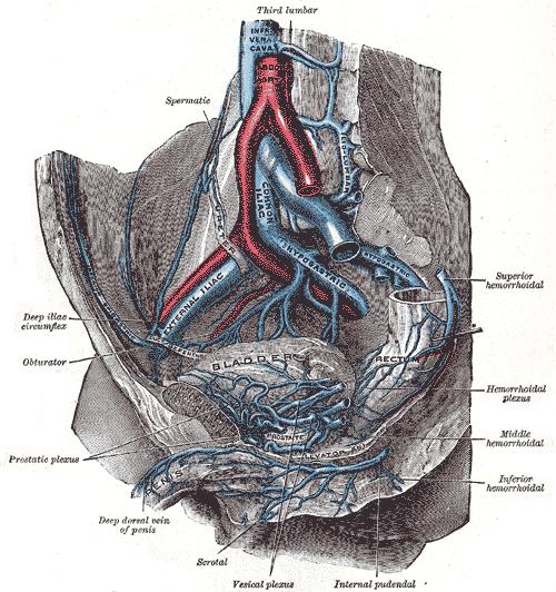 Prostata- anatomiája Vérellátása: - A. Vesicalis inferior - A. Pudenda interna - A.