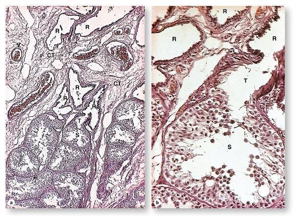 Testis tubularis rendszer 1) (S) Tubuli seminiferi contorti (spermato - and spermiogenesis) - Germinalis epithelium 2) Intratesticularis