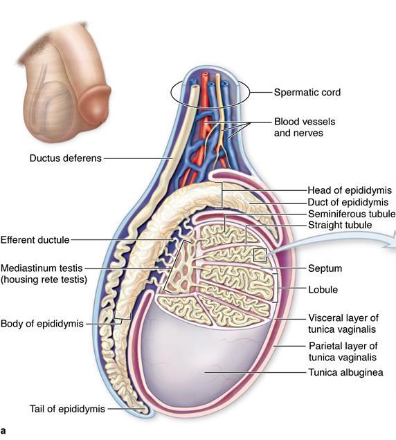 Epididymis (mellékhere)- anatomiája