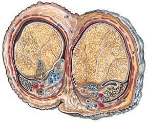 Anterior Sinus epididymidis lateralisan