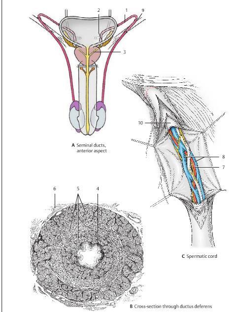Ductus deferens (vas