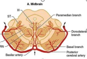 szerep : OCULARIS STROKE - Cardiogen Stroke Új