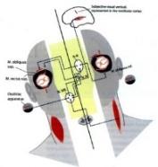 lehetőségei: primer szemállás szemrések: ptosis, exo-,