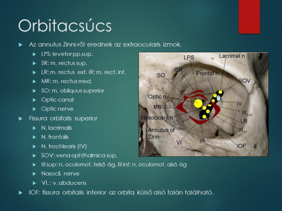 Az orbitacsúcsban zsúfolódnak a szem szenzoros és motoros funkcióinak létfontosságú képletei. A n. opticus a kis-szárnyban haladó canalis opticuson keresztül jut a koponya bázisra.