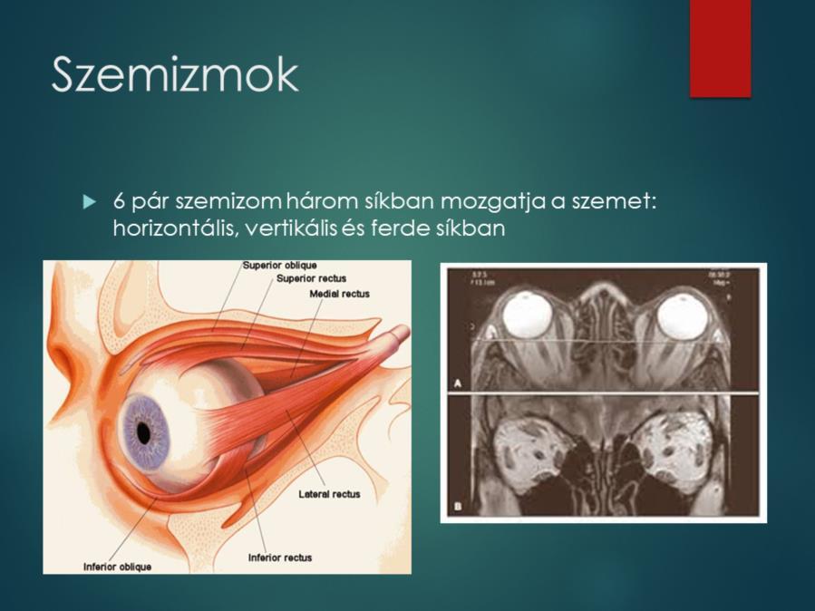 Az első képen a szemizmok nevei, elhelyezkedésük és tapadásuk látható.