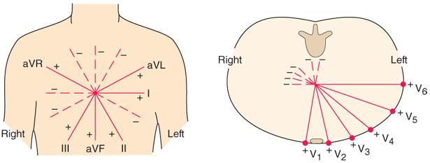 A standard 12-elvezetéses EKG-rendszer Minden egyes elvezetés a szívdipólus integrálvektorának egy-egy vetülete Superior Posterior Jobb Bal Jobb Bal Inferior Az Einthoven