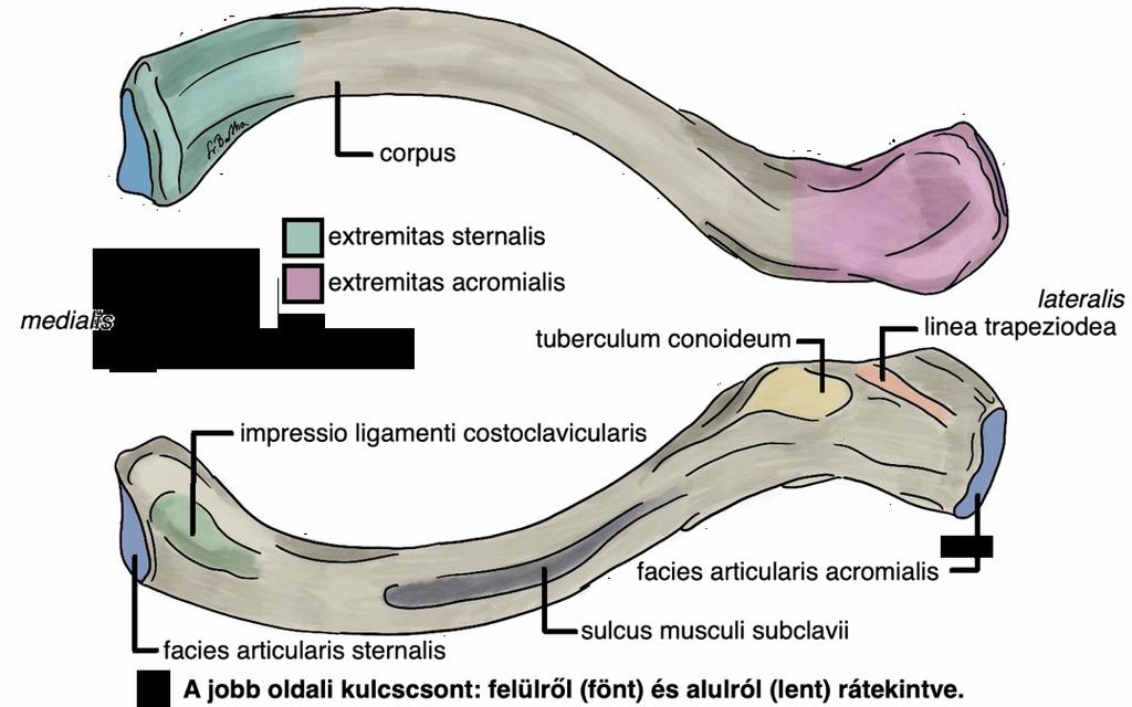 A vállöv csontjai clavicula A kulcscsont (clavicula) A vállöv csontjainak anatómiája csöves csont (os longum) medialis vég (extremitas sternalis) rajta ízfelszín (extremitas acromialis) lateralis vég