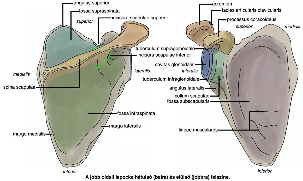 A vállöv csontjai scapula A lapocka (scapula) háromszög alakú, lapos csont (os planum) A vállöv csontjainak anatómiája közel függőleges medialis él (margo medialis) közel vízszintes, lateralra