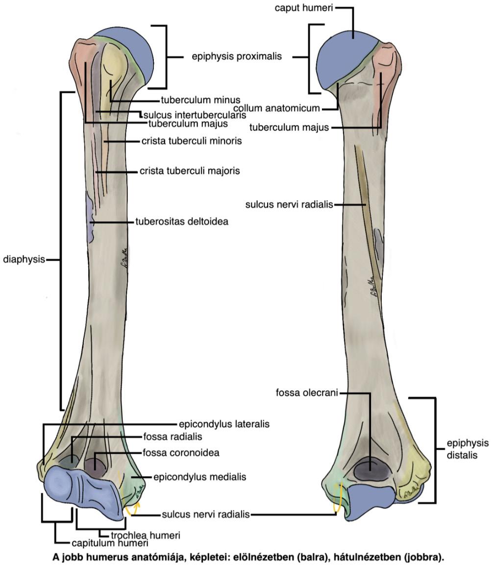 A kar és alkar csontjai humerus A kar és alkar csontjainak anatómiája A karcsont (humerus) csöves csont (os longum) proximalis vég (epiphysis proximalis) rajta medialra tekintő, ízfelszínnel borított