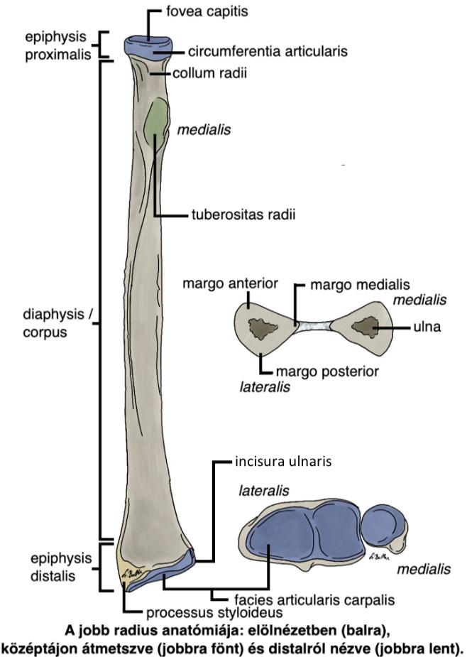 A kar és alkar csontjai radius Az orsócsont (radius) csöves csont (os longum) két alkarcsont közül a lateralisabb helyzetű proximalis vég (epiphysis proximalis) fej (caput radii) fejen körbefutó