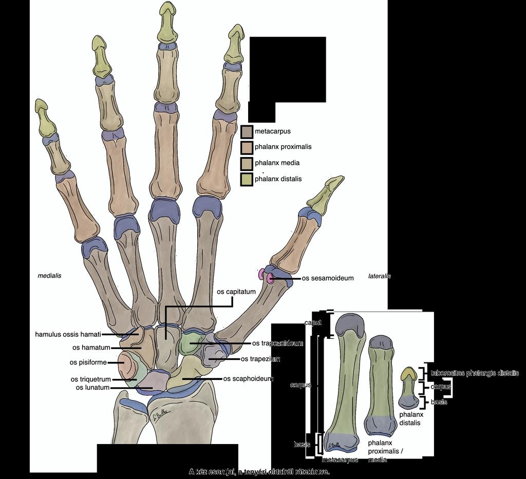 A kéz csontjai carpus, metacarpus A kéztőcsontok (ossa carpi, carpus) A kéz csontjainak anatómiája apró köbös csontok (os breve) két sorban (proximalis, distalis kéztőcsontsor) proximalis (a hüvelyk