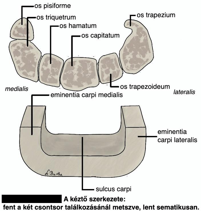 medial felé porccal borított bevágás (incisura ulnaris) lateralisan kis nyúlvány (processus styloideus) A kézközépcsontok (ossa metacarpi, metacarpus) csöves csontok (os longum) kéztőcsontok distalis