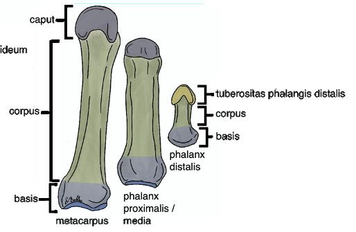A kéz csontjai phalanx Az ujjpercek (phalanx) hosszú csontok (os longum) I. ujj esetén proximalis és distalis II-V.