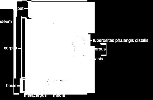 test (corpus phalangis) distalis fej (caput phalangis), melyen porccal borított ízfelszín distalis phalanx eltérő proximalis alap (basis phalangis), melyen porccal borított ízfelszín középső test