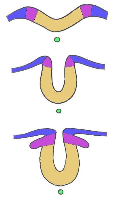 neurosomaticus határ A dúcléc kialakulása a chordamezoderma induktív hatása felületi