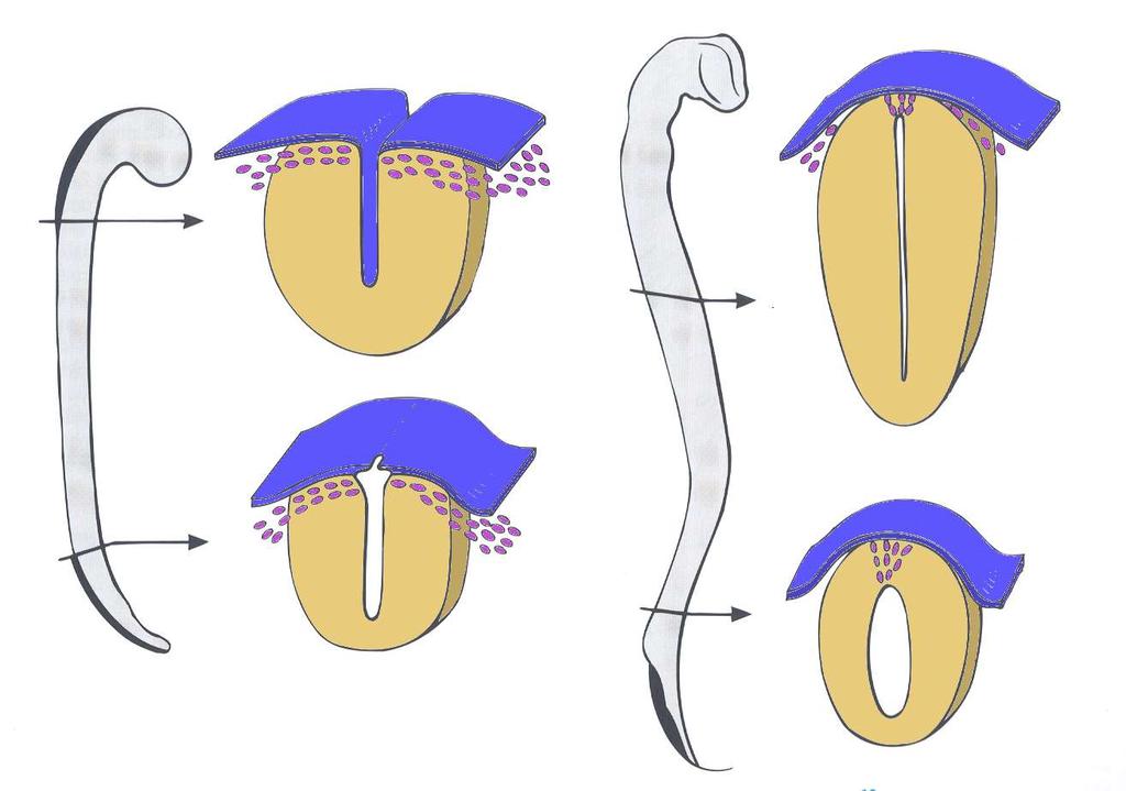 neuroporus cranialis A velőcső záródása felületi ektoderma