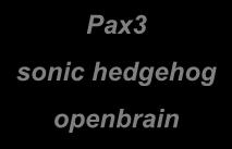 openbrain teratogén hatások pl.