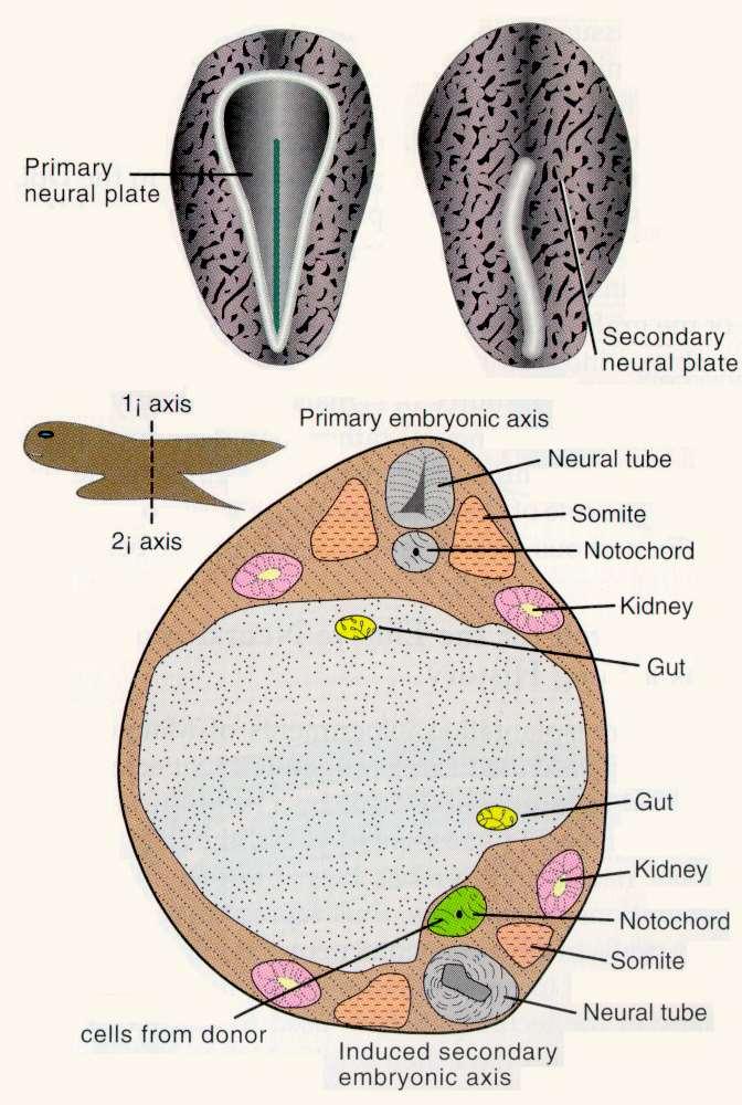elsődleges velőlemez Átültetett chorda dorsalis 2 i tengely 1 i tengely elsődleges embryo-tengely velőcső másodlagos velőlemez somita
