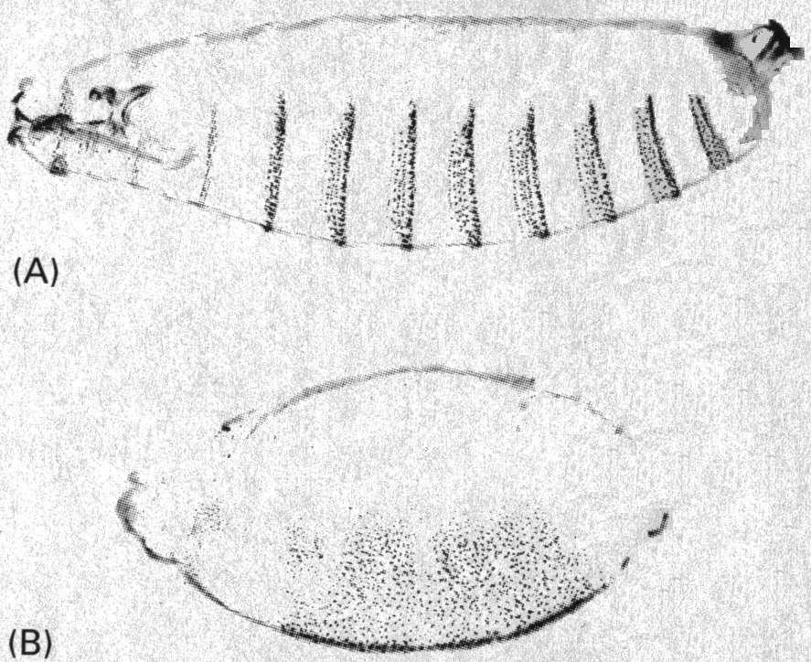 Az idegrendszer mintázatát meghatározó faktorok A normális Drosophila lárva abdominális