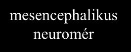 mesencephalikus neuromér M i P6 P5 P4 P3