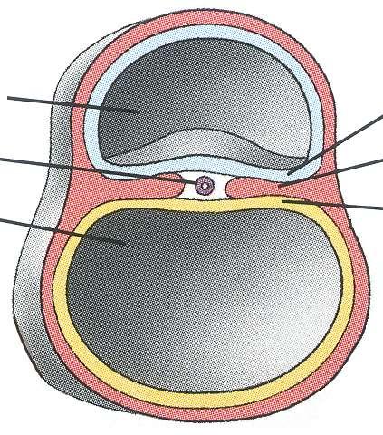 A háromlemezes embryopajzs embryopajzs amnionhólyag