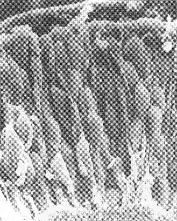velőcső felszíne Zona marginalis Neuroepithelium többmagsoros hengerhám a velőcső