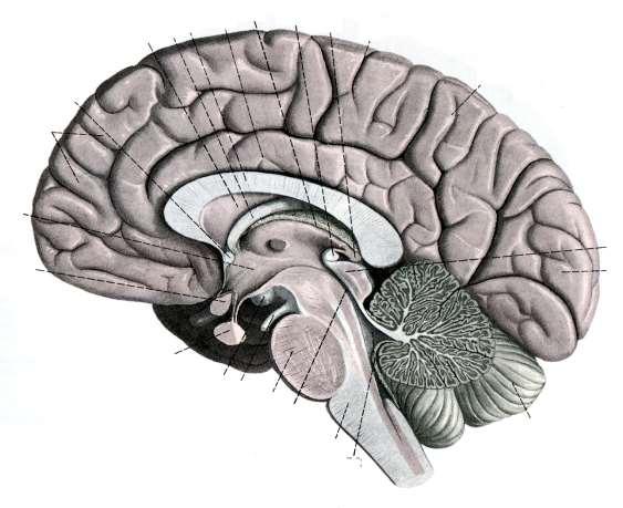Az agy median sagittalis metszete: ventriculus medialis commissura posterior corpus callosum fornix septum pellucidum
