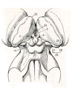 Epi- et Metathalamus 4. Habenula 5. Sulcus habenularis 6.