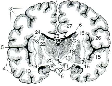 Commissura habenularum 26. Corpus geniculatum med. et lat.