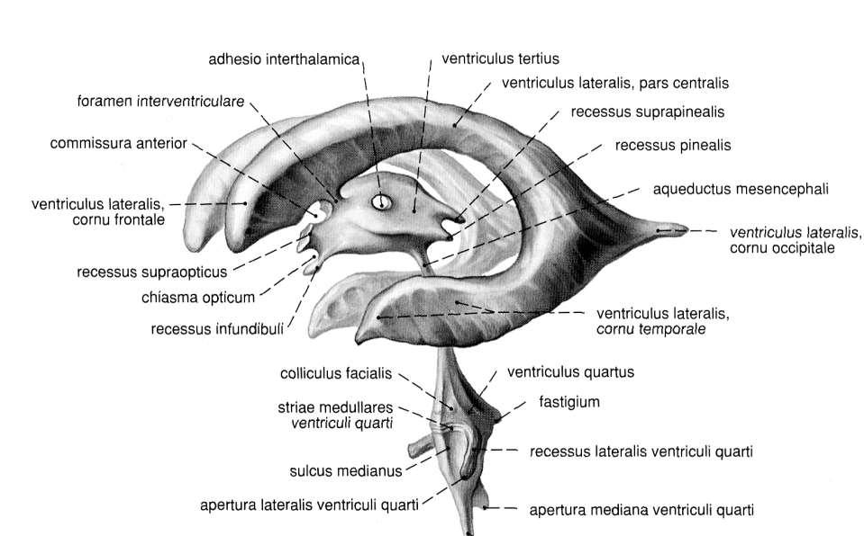 Az agykamrák: ventriculus tertius recessus suprapinealis commissura anterior recessus