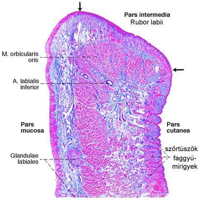 LABIUM Beidegzés: N. infraorbitalis (V/2) N. mentalis (V/3) Alapja: m.