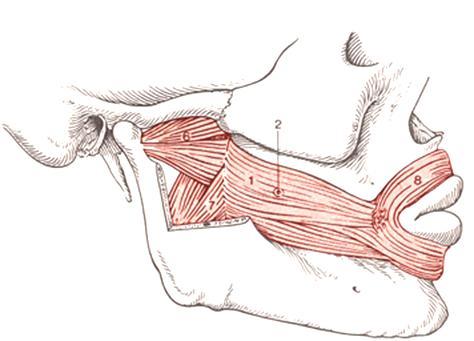 adiposum buccae (4, Bichat) Kívül: bőr Belül: mucosa, gll.