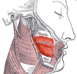 Tunica mucosa